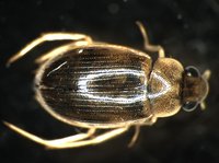 藏品(蚜蟲)的圖片